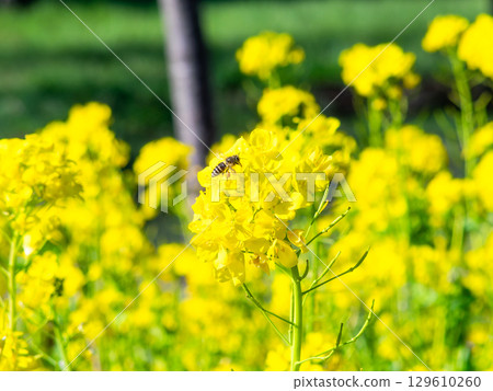 Spring News: A cute honeybee collecting nectar in a field of blooming rapeseed flowers Spring News: A cute honeybee collecting nectar in a field of blooming rapeseed flowers 129610260