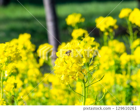 Spring News: A cute honeybee collecting nectar in a field of blooming rapeseed flowers Spring News: A cute honeybee collecting nectar in a field of blooming rapeseed flowers 129610261