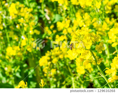 春天的消息：油菜花盛開，可愛的蜜蜂在採花蜜 129610268