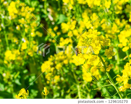 Spring News: A cute honeybee collecting nectar in a field of blooming rapeseed flowers 129610270