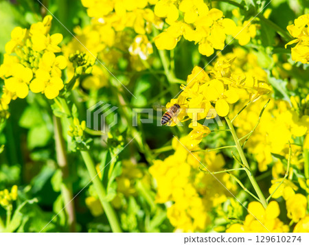 Spring News: A cute honeybee collecting nectar in a field of blooming rapeseed flowers Spring News: A cute honeybee collecting nectar in a field of blooming rapeseed flowers 129610274