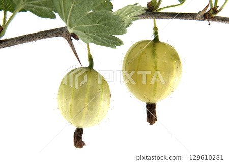 Close-Up of Gooseberries Hanging from a Branch Isolated on White Background Close-Up of Gooseberries Hanging from a Branch Isolated on White Background 129610281