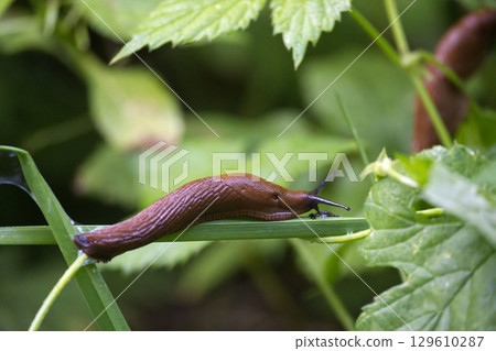 A Spanish slug, also known as the killer slug, crawls on a blade of grass in its natural habitat. 129610287