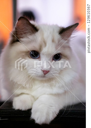 Cute, 6 months old Ragdoll cat. Sitting on the shelf, posing for camera Cute, 6 months old Ragdoll cat. Sitting on the shelf, posing for camera 129610367