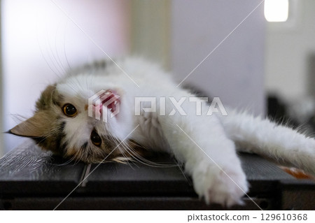 Cute fluffy white cat, lie on its back while looking at the camera. Mixed breed cat between Maine Coon and Scottish Fold. 129610368
