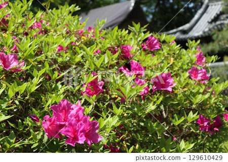 Early summer scenery at the historic Nanzenji Temple in Kyoto 129610429