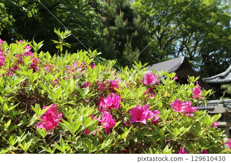 Early summer scenery at the historic Nanzenji Temple in Kyoto 129610430