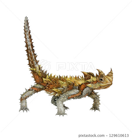 Thorny devil lizard hand drawn vintage style illustration on white background. Moloch horridus Australia native wildlife dessert reptile. Thorny lizard with spiky body realistic close up illustration 129610613