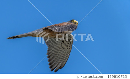 A kestrel gallantly flying against a blue sky A kestrel gallantly flying against a blue sky 129610713