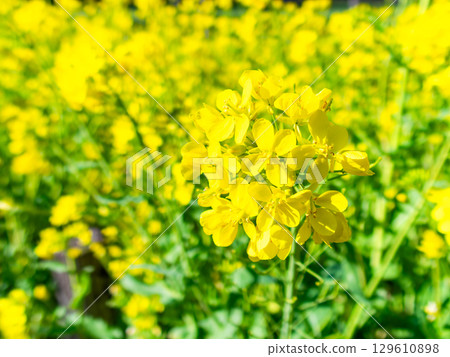 春天來了：油菜花沐浴在初春的溫暖陽光下 129610898