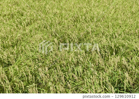 稻田八月中旬的水稻 129610912