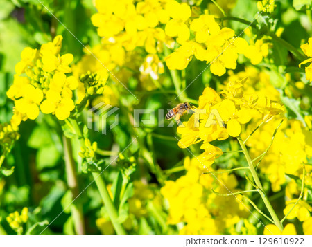 Spring News: A cute honeybee collecting nectar in a field of blooming rapeseed flowers 129610922