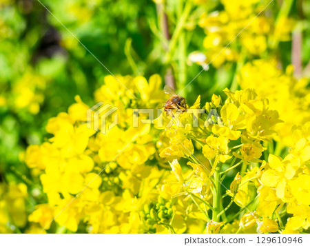 春天的消息：油菜花盛開，可愛的蜜蜂在採花蜜 129610946