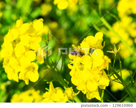 春天的消息:油菜花盛開,可愛的蜜蜂在採花蜜 春天的消息:油菜花盛開,可愛的蜜蜂在採花蜜 129610960