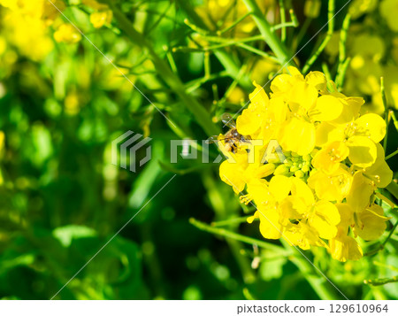 Spring News: A cute honeybee collecting nectar in a field of blooming rapeseed flowers Spring News: A cute honeybee collecting nectar in a field of blooming rapeseed flowers 129610964