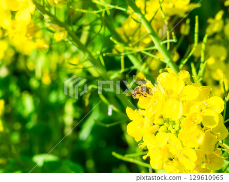 春天的消息:油菜花盛開,可愛的蜜蜂在採花蜜 春天的消息:油菜花盛開,可愛的蜜蜂在採花蜜 129610965