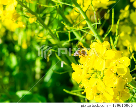 Spring News: A cute honeybee collecting nectar in a field of blooming rapeseed flowers Spring News: A cute honeybee collecting nectar in a field of blooming rapeseed flowers 129610966