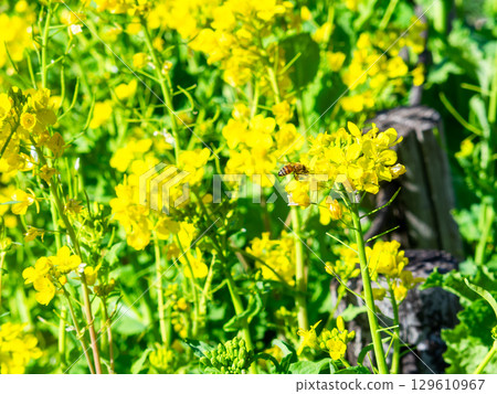 Spring News: A cute honeybee collecting nectar in a field of blooming rapeseed flowers 129610967