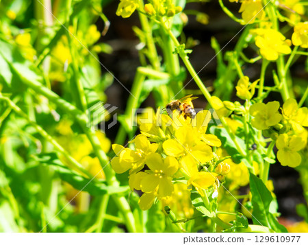 Spring News: A cute honeybee collecting nectar in a field of blooming rapeseed flowers Spring News: A cute honeybee collecting nectar in a field of blooming rapeseed flowers 129610977