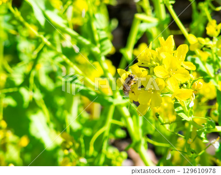 Spring News: A cute honeybee collecting nectar in a field of blooming rapeseed flowers Spring News: A cute honeybee collecting nectar in a field of blooming rapeseed flowers 129610978