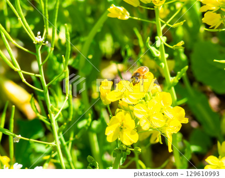 Spring News: A cute honeybee collecting nectar in a field of blooming rapeseed flowers 129610993