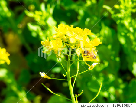 春天的消息:油菜花盛開,可愛的蜜蜂在採花蜜 春天的消息:油菜花盛開,可愛的蜜蜂在採花蜜 129610994
