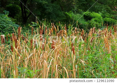 Gama的耳朵 129611090