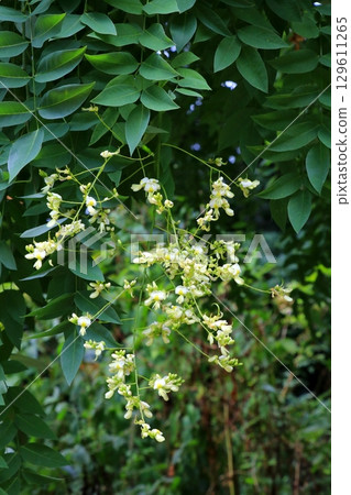 White sophora flower 129611265
