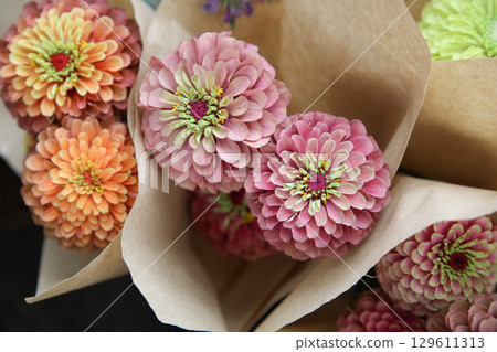 百日草的香味 129611313