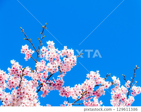 The arrival of spring: Kawazu cherry blossoms in full bloom 129611386