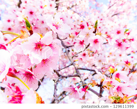 春天的到來:河津櫻花盛開 春天的到來:河津櫻花盛開 129611399