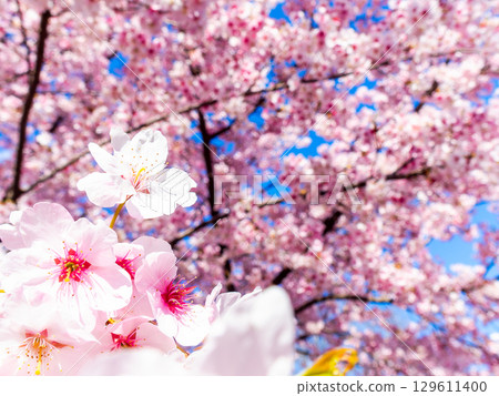 The arrival of spring: Kawazu cherry blossoms in full bloom The arrival of spring: Kawazu cherry blossoms in full bloom 129611400