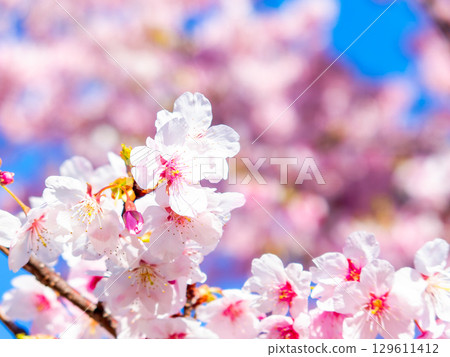 The arrival of spring: Kawazu cherry blossoms in full bloom The arrival of spring: Kawazu cherry blossoms in full bloom 129611412