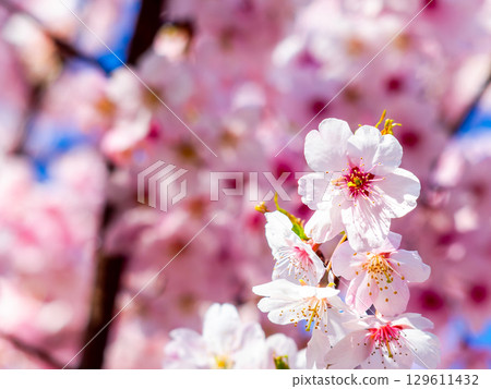The arrival of spring: Kawazu cherry blossoms in full bloom 129611432