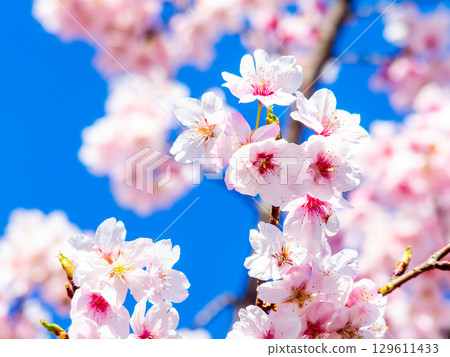 The arrival of spring: Kawazu cherry blossoms in full bloom 129611433