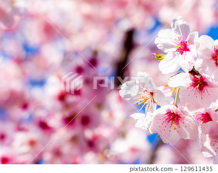 The arrival of spring: Kawazu cherry blossoms in full bloom 129611435
