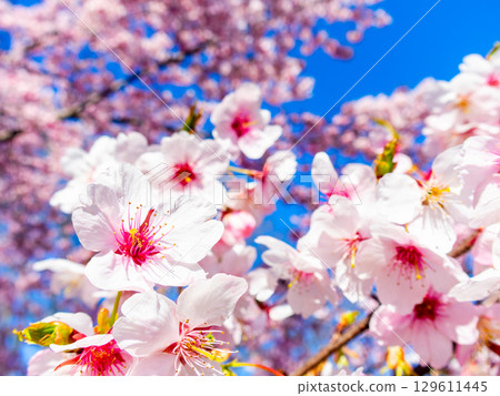 The arrival of spring: Kawazu cherry blossoms in full bloom The arrival of spring: Kawazu cherry blossoms in full bloom 129611445