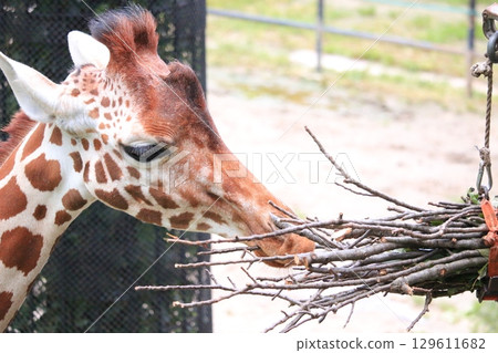 阿薩動物園裡一隻正在吃的長頸鹿 129611682