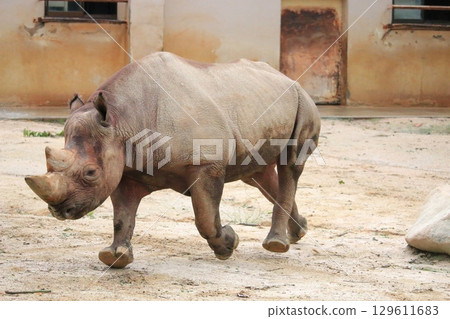阿薩動物園的一頭犀牛正在慢跑 129611683