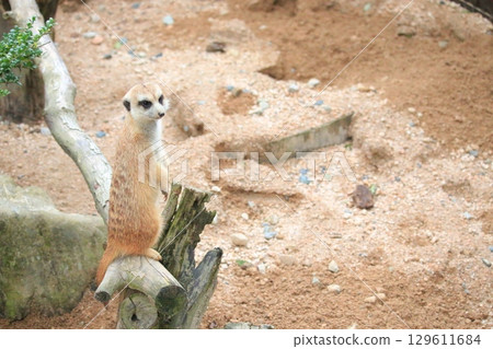 一隻貓鼬站起來環顧四周 一隻貓鼬站起來環顧四周 129611684