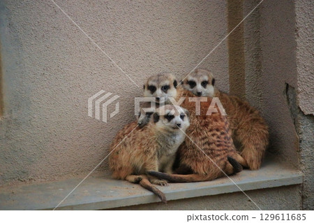 Meerkats gathered together and looking around Meerkats gathered together and looking around 129611685