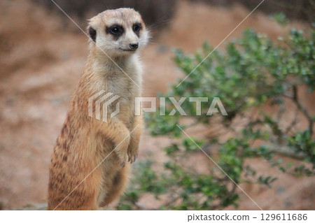 一隻貓鼬站起來環顧四周 129611686