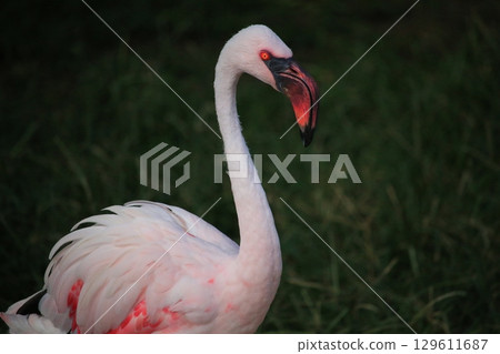 一隻面容無畏的小火烈鳥 一隻面容無畏的小火烈鳥 129611687