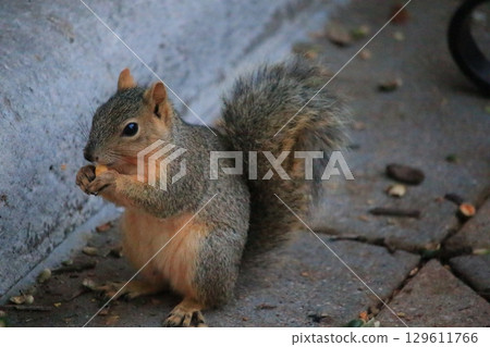 squirrel eating food 129611766