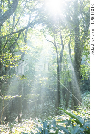 陽光照射在大山京都新綠森林中的景象 129611818