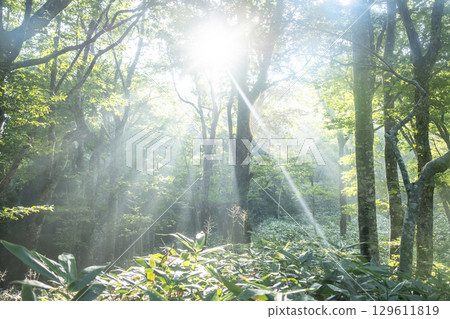 陽光照射在大山京都新綠森林中的景象 129611819