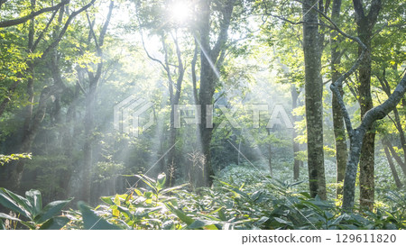 陽光照射在大山京都新綠森林中的景象 129611820