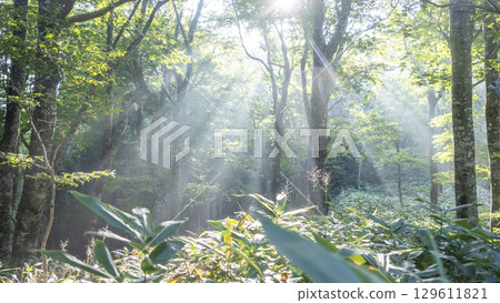 A scene of sunlight shining through the fresh green forest at Oyama Kyoganari 129611821