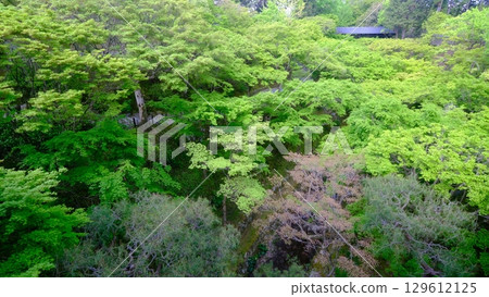 Fresh greenery at Tofukuji Temple Gaunbashi Bridge Fresh greenery at Tofukuji Temple Gaunbashi Bridge 129612125
