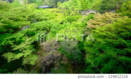 Fresh greenery at Tofukuji Temple Gaunbashi Bridge Fresh greenery at Tofukuji Temple Gaunbashi Bridge 129612126